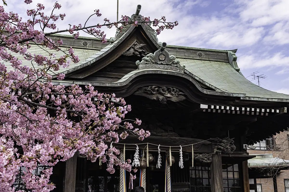 🌸 오시라사마의 수양벚나무(아카쓰카하쿠산진자) 이미지 7
